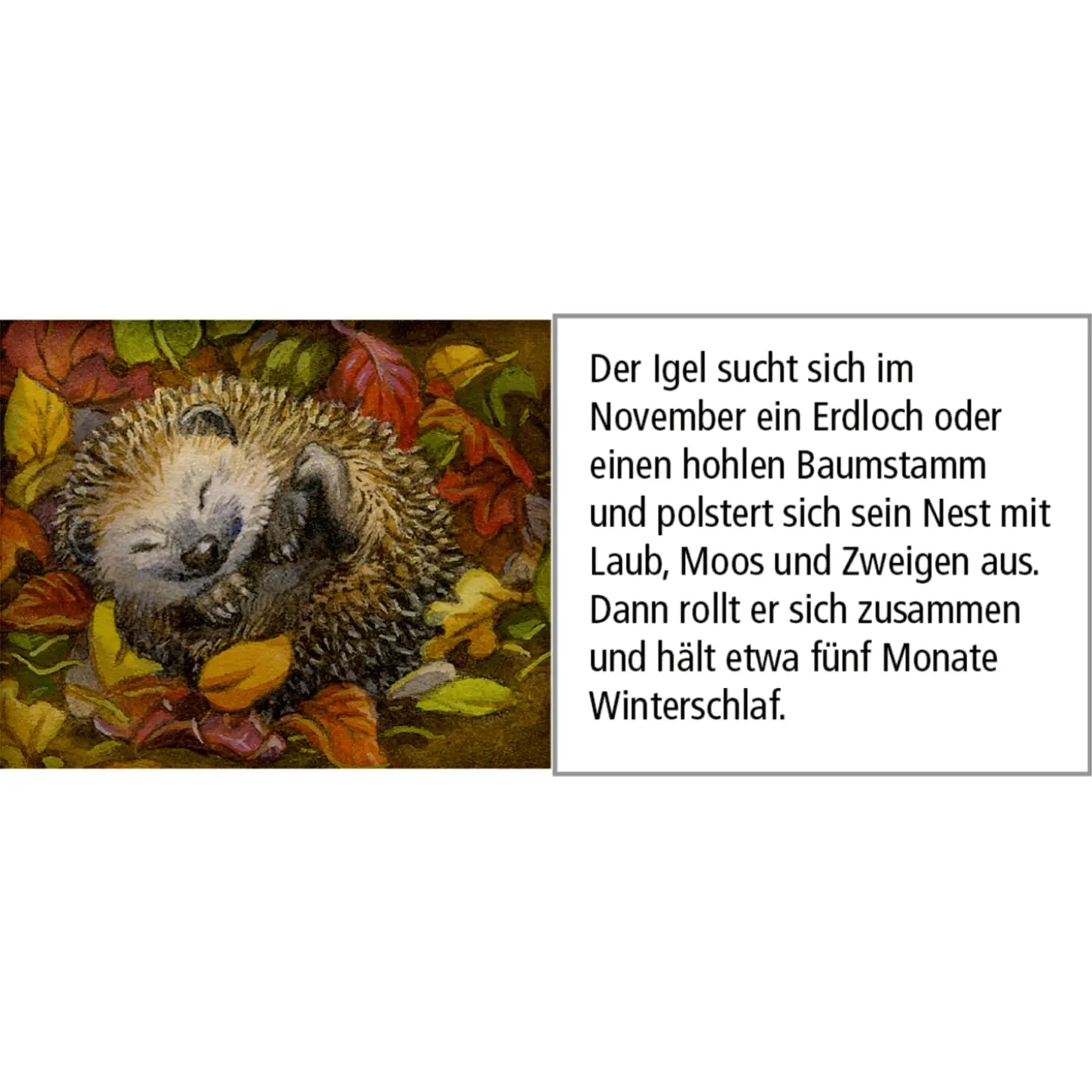 Adventskalender "Tiere Im Winterwald"